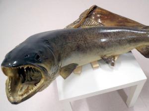 Sulec in sulčelov v Sloveniji