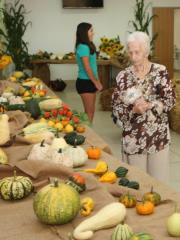 Na razstavi več kot 230 buč