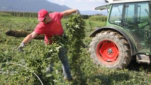 Velika škoda v hmeljiščih in drugih poljščinah