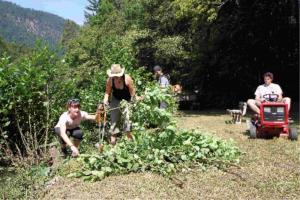 Delovna akcija mladih na braslovškem jezeru